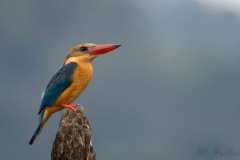 Blåvinget Storkenæbsisfugl / Stork-billed Kingfisher