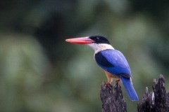 Hvidhalset Smyrnaisfugl / Black-capped Kingfisher