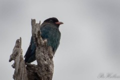 Grøn Ellekrage / Oriental Dollarbird