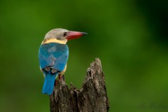 Blåvinget Storkenæbsisfugl / Stork-billed Kingfisher