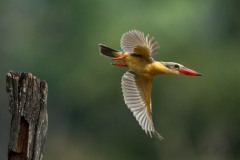 Blåvinget Storkenæbsisfugl / Stork-billed Kingfisher