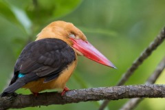 Brunvinget Storkenæbsisfugl / Brown-Winged Kingfisher