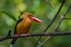 Brunvinget Storkenæbsisfugl / Brown-Winged Kingfisher