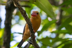 Brunvinget Storkenæbsisfugl / Brown-Winged Kingfisher