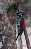 Sri Lanka-Sultanspætte / Crimson-backed flameback