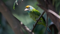 Gulpandet Skægfugl /  Yellow-fronted Barbet