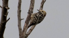 Gulkronet Flagspætte / Yellow-crowned woodpecker