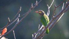Brunhovedet skægfugl  Brown-headed Barbet