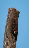Kobbersmed / Coppersmidth Barbet