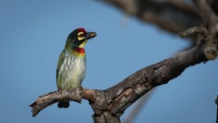 Kobbersmed / Coppersmidth Barbet
