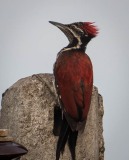 Sri Lanka-Sultanspætte / Crimson-backed flameback
