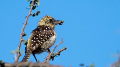 Perleskægfugl /  D´Arnaud´s Barbet