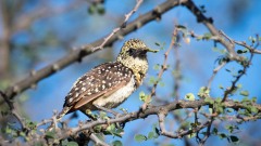 Perleskægfugl /  D´Arnaud´s Barbet