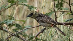 Perleskægfugl /  D´Arnaud´s Barbet
