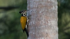 Gylden Sultanspætte / Common Goldenback