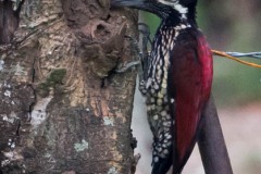 Sri Lanka-Sultanspætte / Crimson-backed flameback