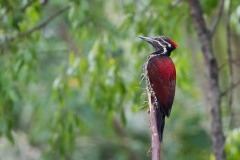 Sri Lanka-Sultanspætte / Crimson-backed flameback