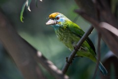 Gulpandet Skægfugl /  Yellow-fronted Barbet