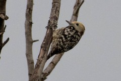 Gulkronet Flagspætte / Yellow-crowned woodpecker