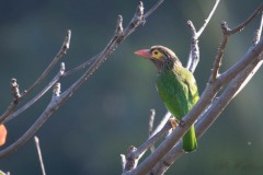 Brunhovedet skægfugl  Brown-headed Barbet