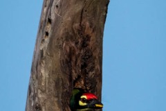 Kobbersmed / Coppersmidth Barbet