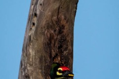 Kobbersmed / Coppersmidth Barbet