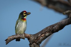 Kobbersmed / Coppersmidth Barbet