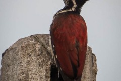 Sri Lanka-Sultanspætte / Crimson-backed flameback