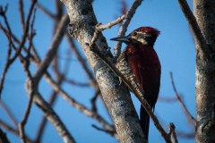 Sri Lanka-Sultanspætte / Crimson-backed flameback