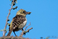 Perleskægfugl /  D´Arnaud´s Barbet