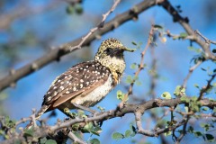 Perleskægfugl /  D´Arnaud´s Barbet