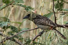 Perleskægfugl /  D´Arnaud´s Barbet