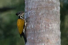 Gylden Sultanspætte / Common Goldenback