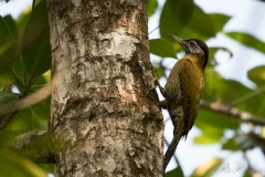 Bambusgrønspætte / Laced Woodpecker ♀