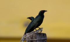 Træstær / Asian Glossy Starling