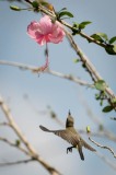 Olivenrygget Solfugl / Olive-backed Sunbird