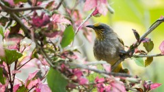 Gulstreget Bulbul /  Stripe-throated Bulbul