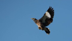 Maina stær / Common Hill Myna