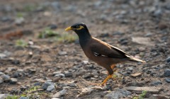 Maina Stær / Common Hill Myna