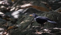 Blå Fløjtedrossel / Blue Whistling Thrush