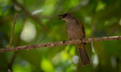 Olivenbulbul / Olive-winged Bulbul