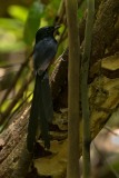 Sharma drossel / White-rumped shama