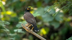 Maina Stær / Common Hill Myna