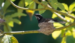 Hvidbrynet Viftehale / White-browed Fantail