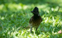 Rødgumpet Bulbul /  Red-vented Bulbul