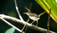 Indisk Skrædderfugl / Common Tailorbird