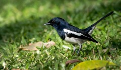 Dayal / Magpie-robin