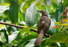 Indisk Bulbul /  White Browed Bulbul