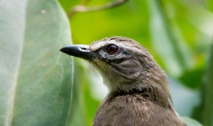 Indisk Bulbul /  White Browed Bulbul