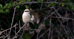 Sydlig Stor Tornskade / Southern Grey Shrike